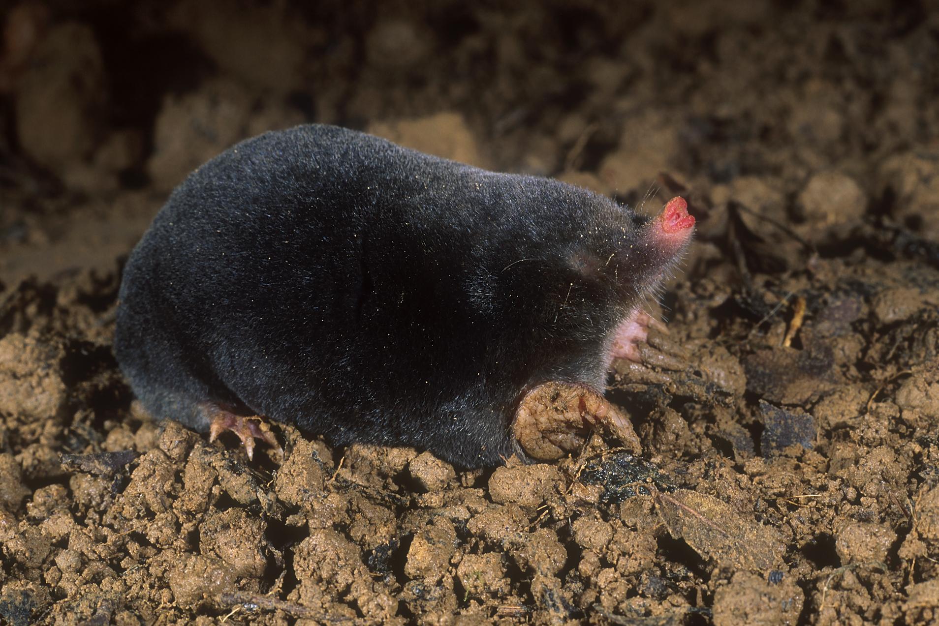 Mol | Natuurpunt - Hoe Groot Is Een Mol