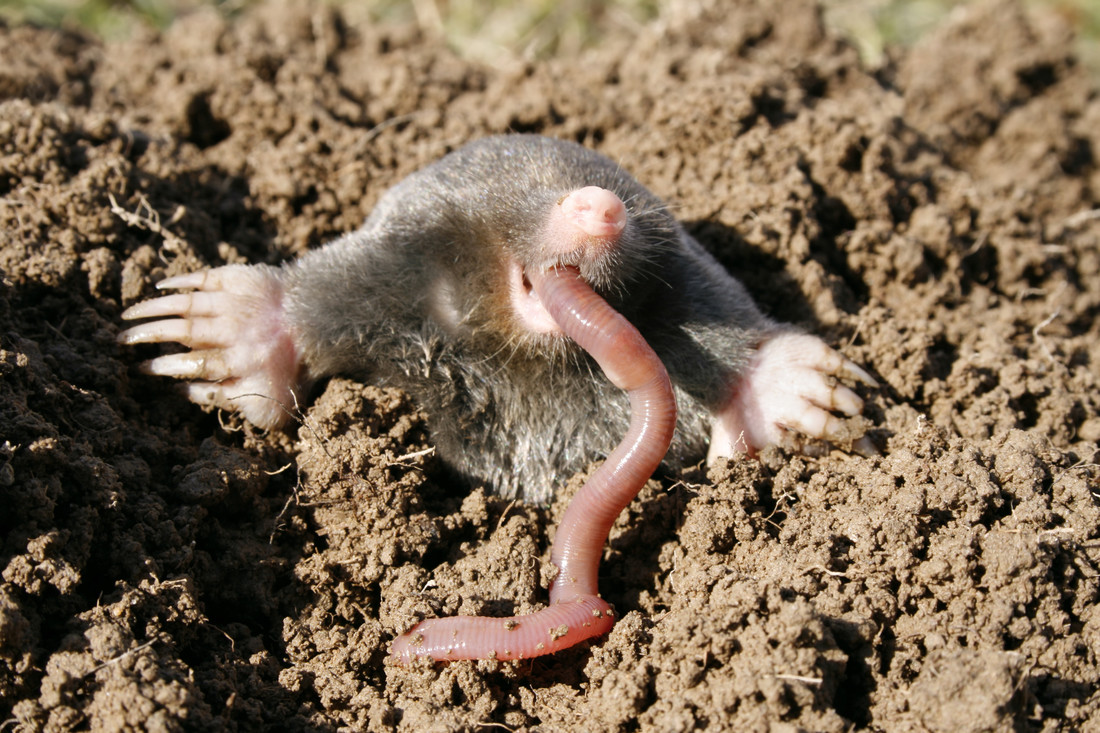 Mol | Natuurwijzer - Dat Is Al Snel Het Werk Van Een Mol