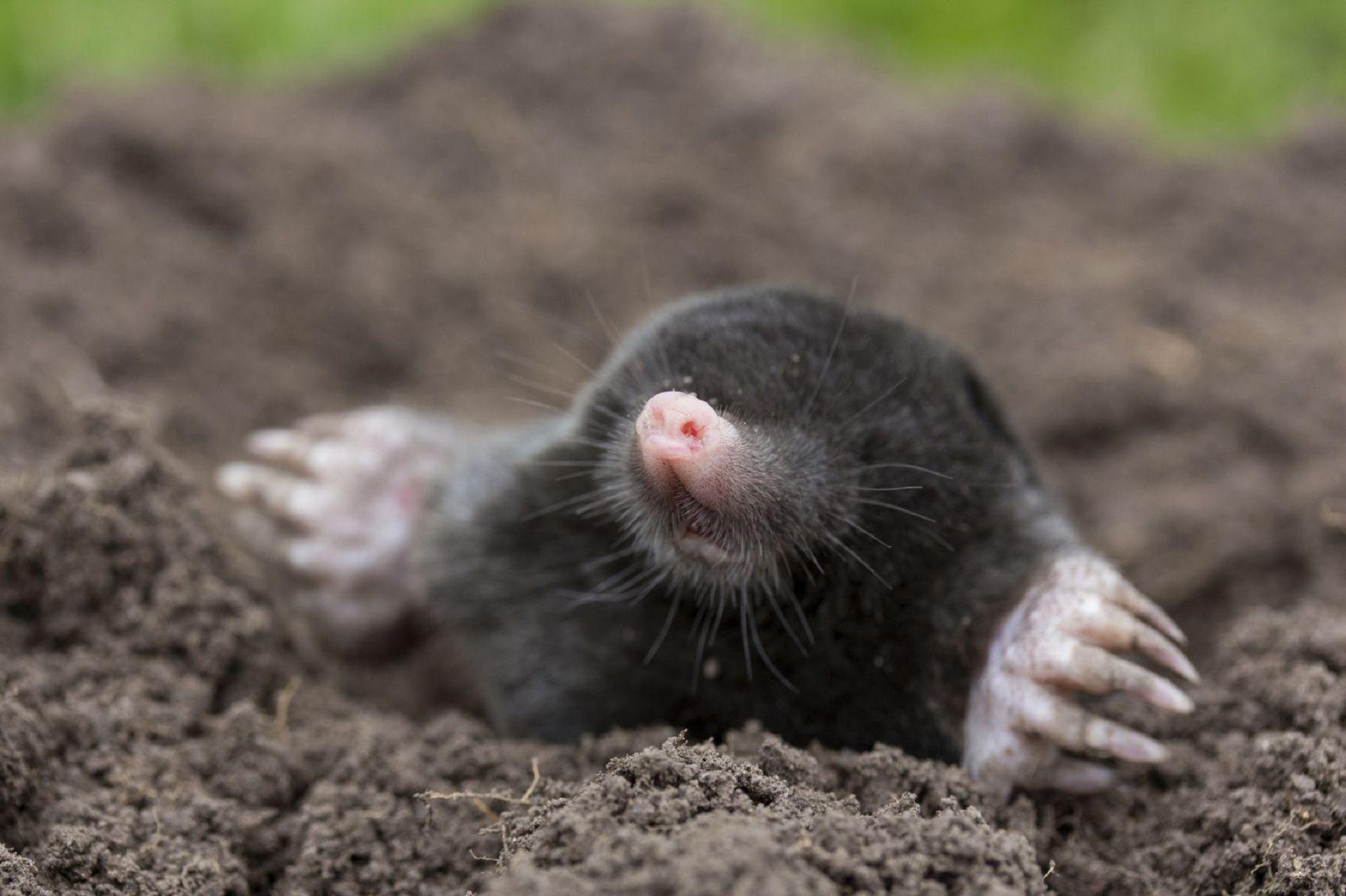 Mole Animal Wallpapers - Wallpaper Cave - Komt Een Mol Boven De Grond