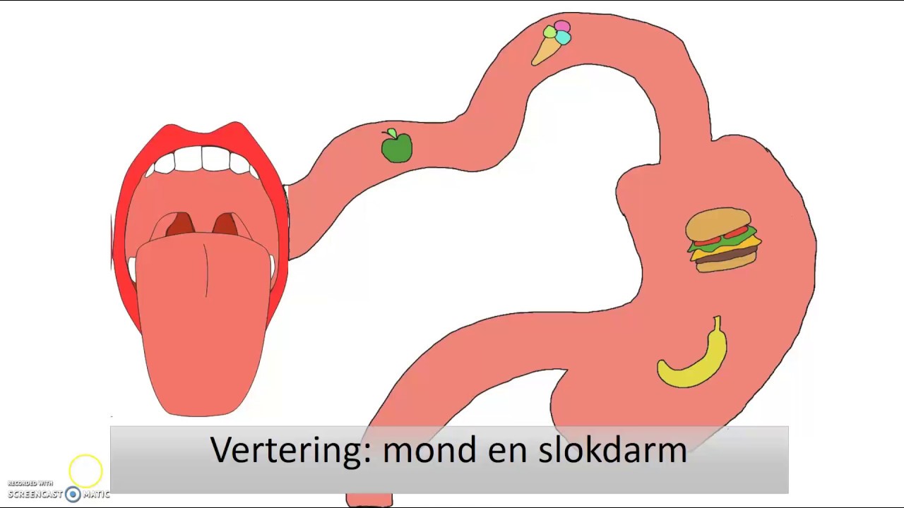 Wat Is De Functie Van De Alvleesklier