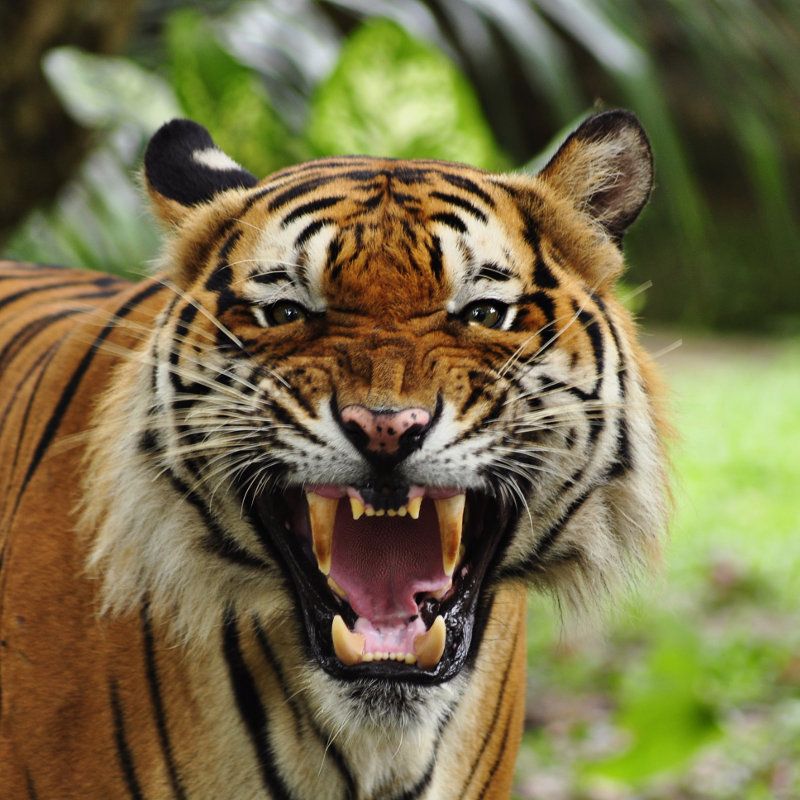 mooie tanden !!!!!!!!!!!!!!! | Big cats, Tiger conservation, Pet tiger - Welk Dier Heeft 500 Tanden