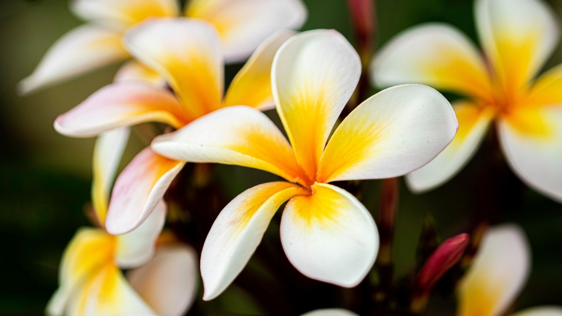 Most beautiful flowers to make you smile instantly - Flowers In The Attic Samenvatting