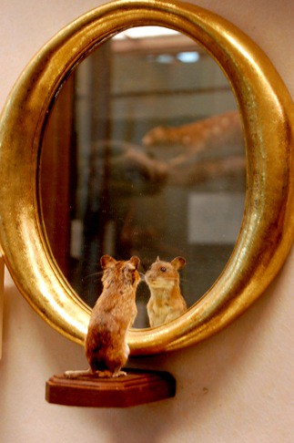 Mouse in a Mirror | The 1889 Natural History Museum in Vienn… | Flickr - Curious Incident Of The Dog In The Nighttime Pages
