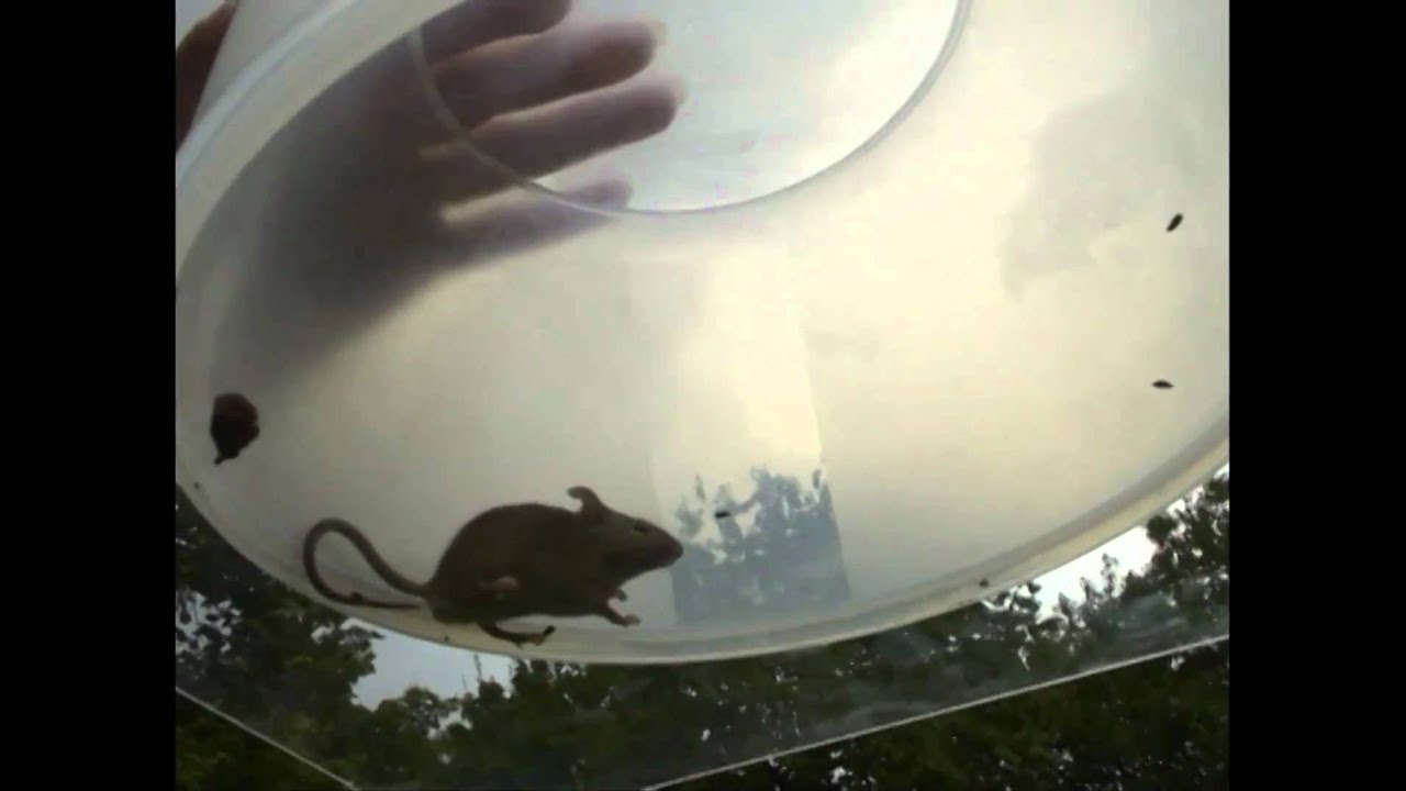 Hoe Lang Kan Een Muis Zonder Water En Eten