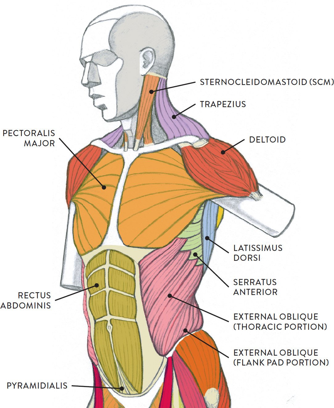 Muscles Of Torso Diagram - Torso Met Namen Biologie Voor Jou