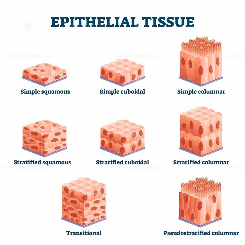 Muscular System Anatomy, Veterinary Studies, Oral Pathology, Basic - Endocervicale Cylindrische- En Squameus Metaplastische Cellen