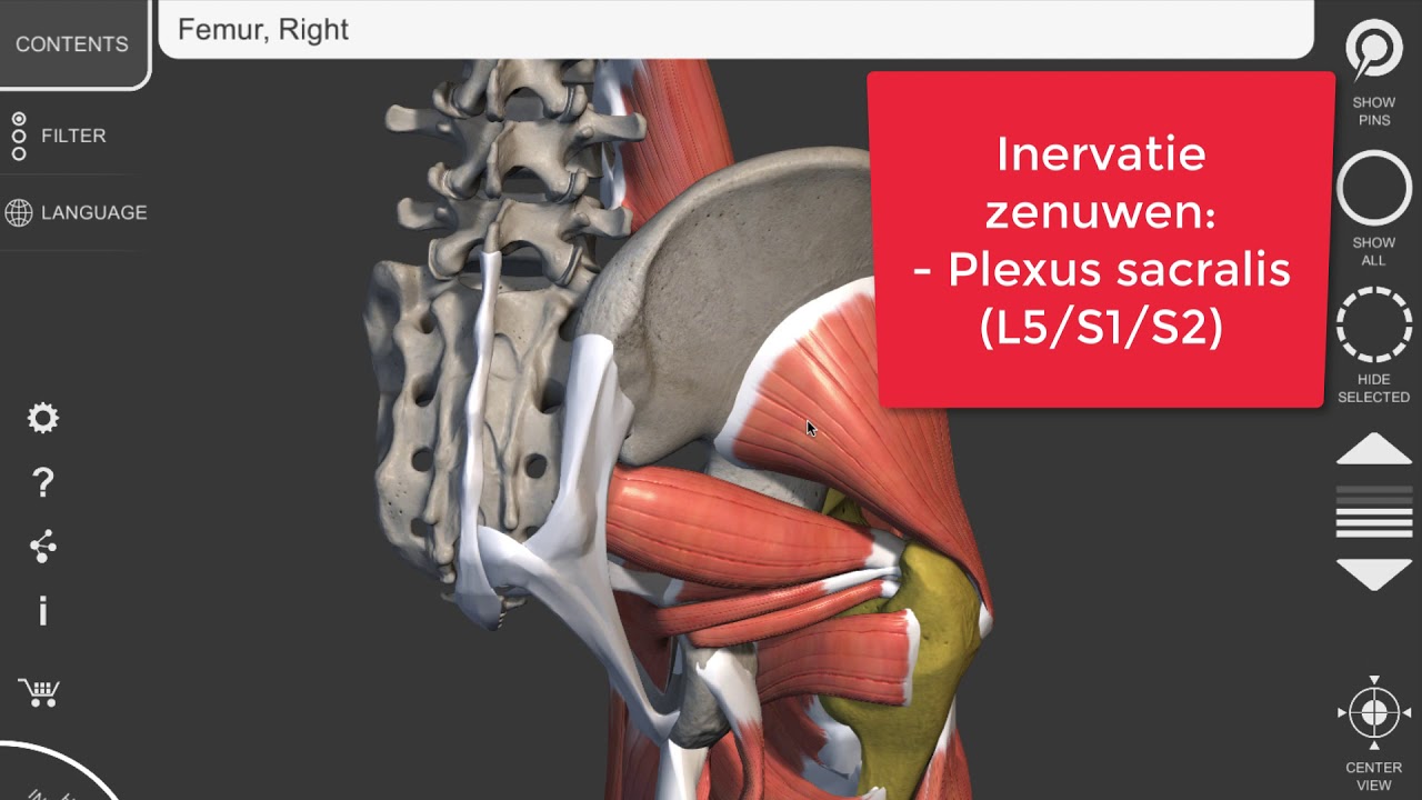 Musculus piriformis (peesvormige spier) - YouTube - Welke Spier Is Het Sterkst