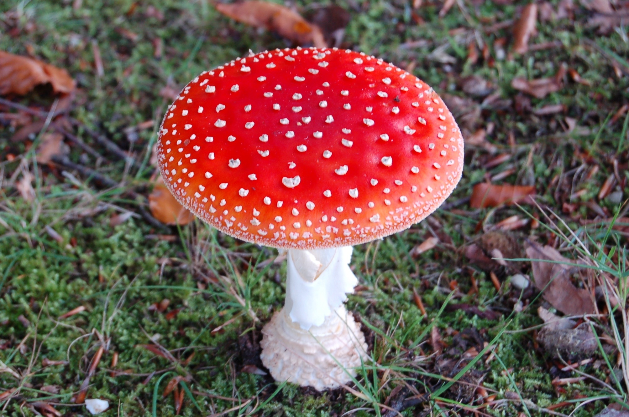 Mushroom Red With White Dots free image download - Paddestoelen Rood Met Witte Stippen