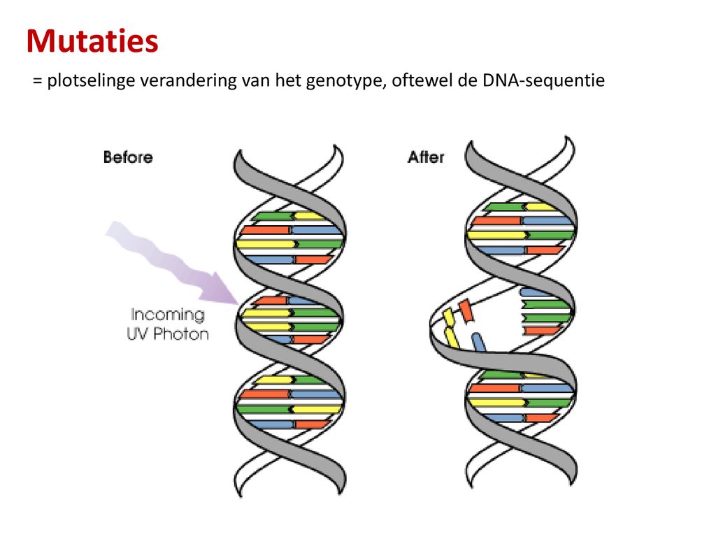 Hoe Heet Een Plotselinge Verandering Van Het Genotype