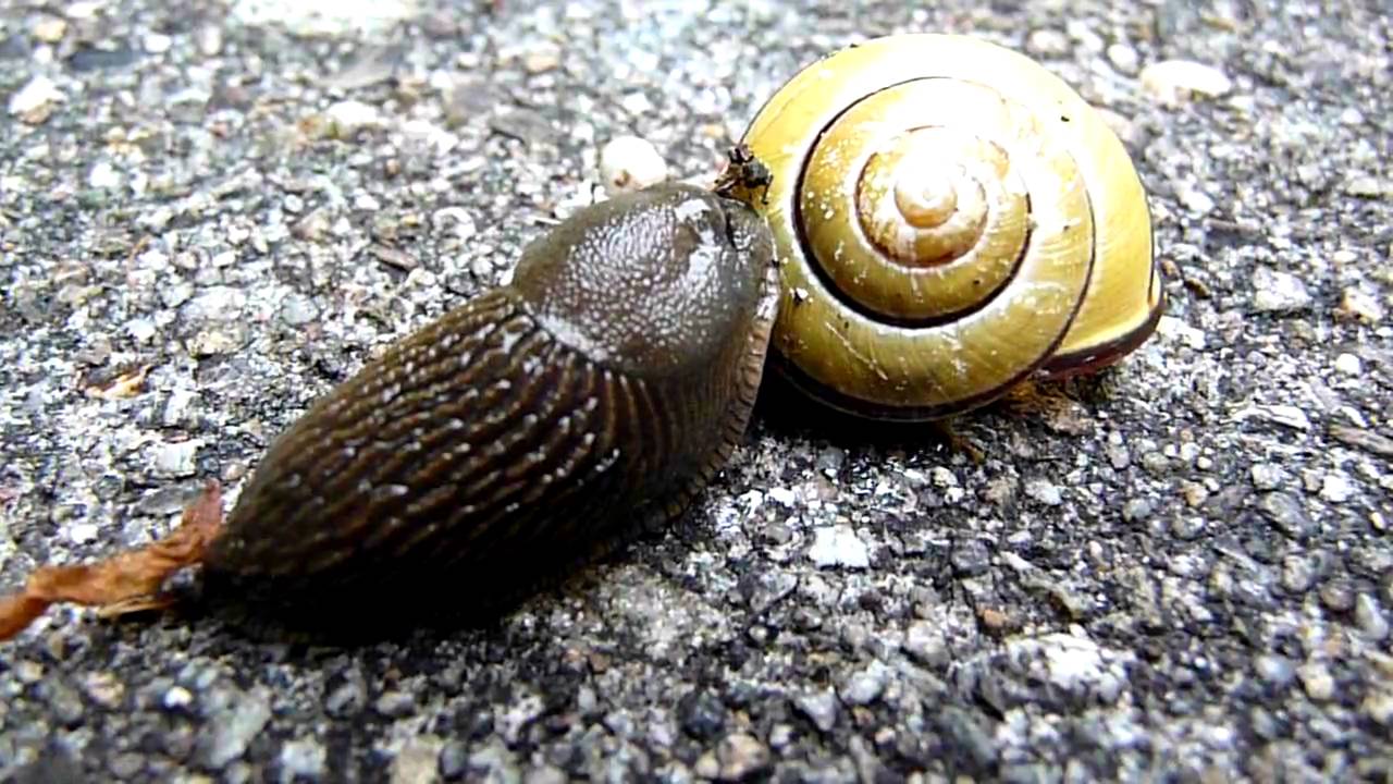 Waarom Heeft Een Naaktslak Geen Huisje