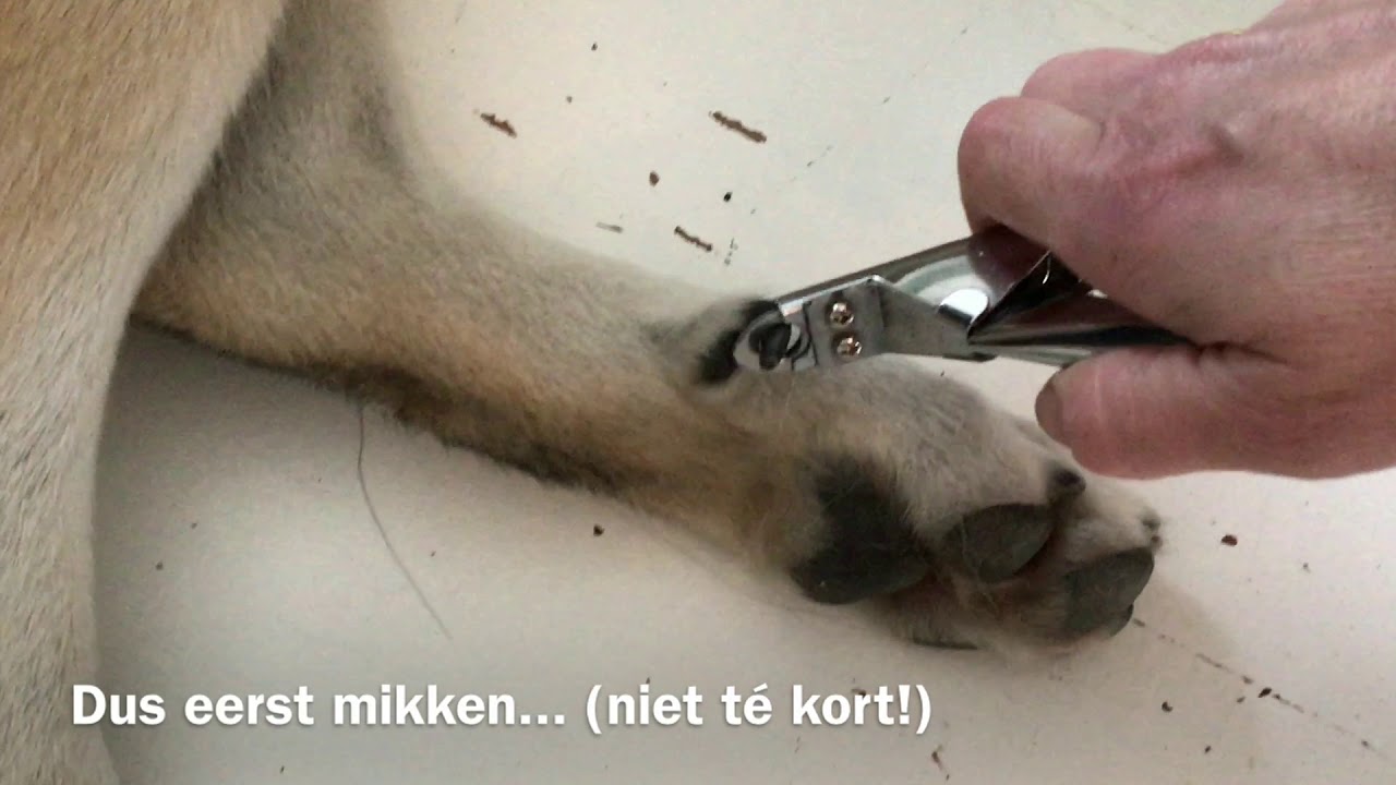 Nagels knippen bij een hond - YouTube - Hoevaak Moet Een Hond Uit