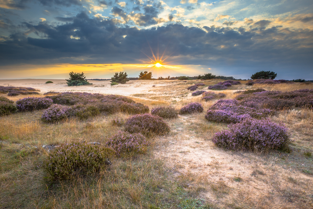 National Parks Association | About - Het Nationale Park De Hoge Veluwe