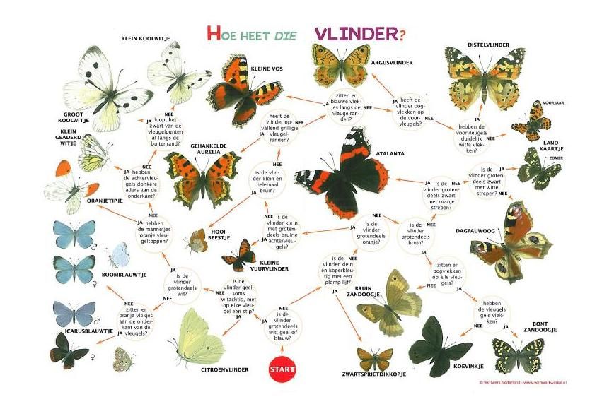 Waar Zit Bij Vogels Het Knipvlies