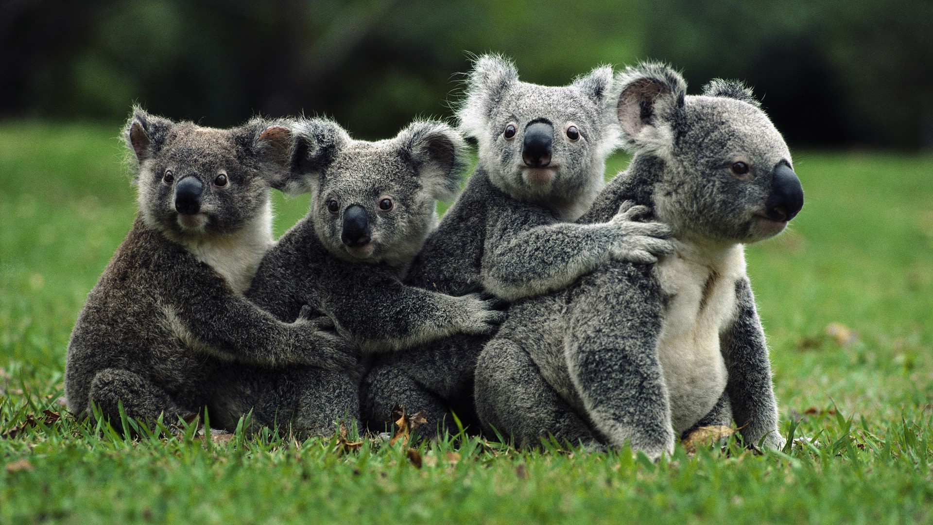 nature, Koalas, Animals Wallpapers HD / Desktop and Mobile Backgrounds - Wie Zat Er In De Koala