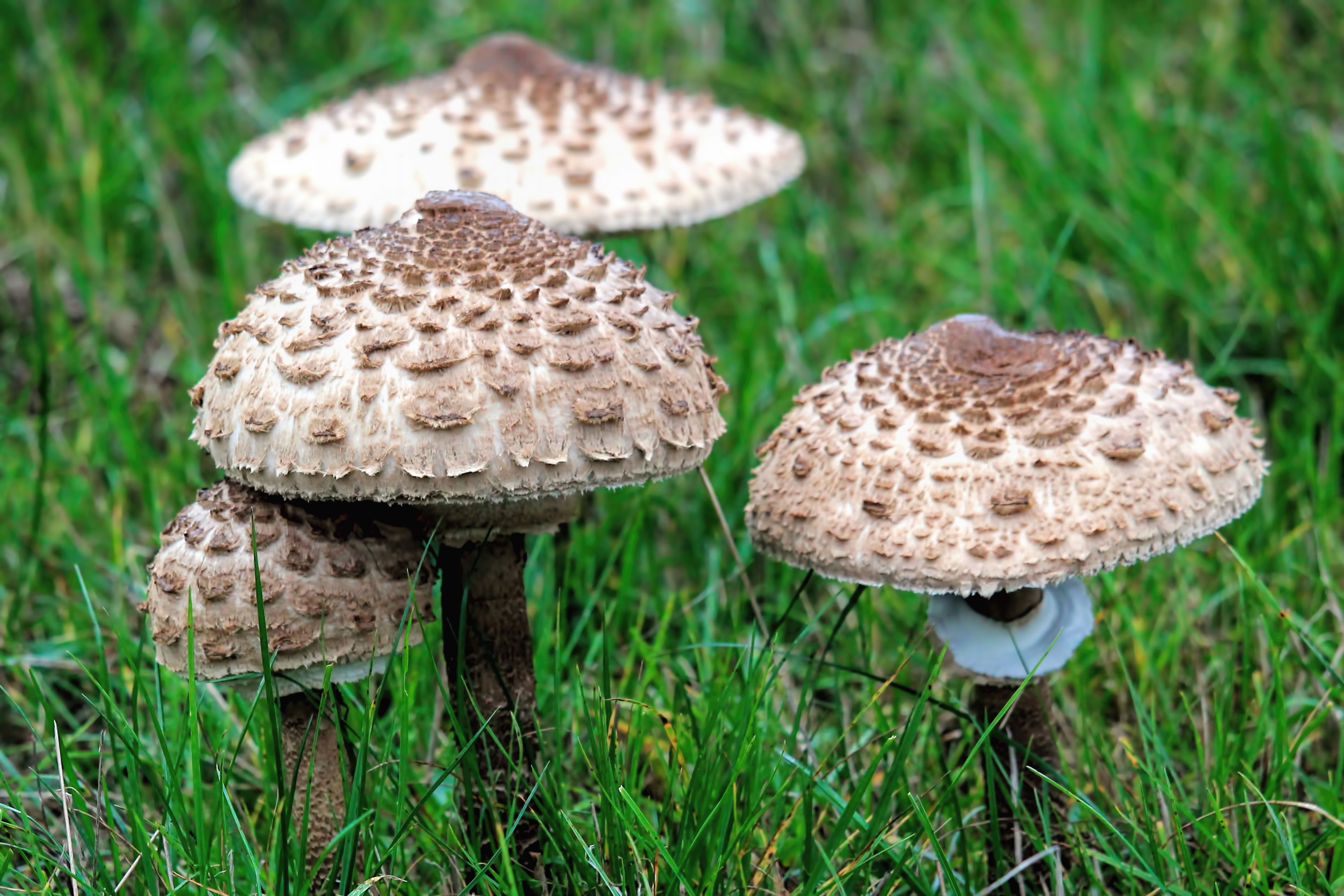 Paddestoelen Rood Met Witte Stippen