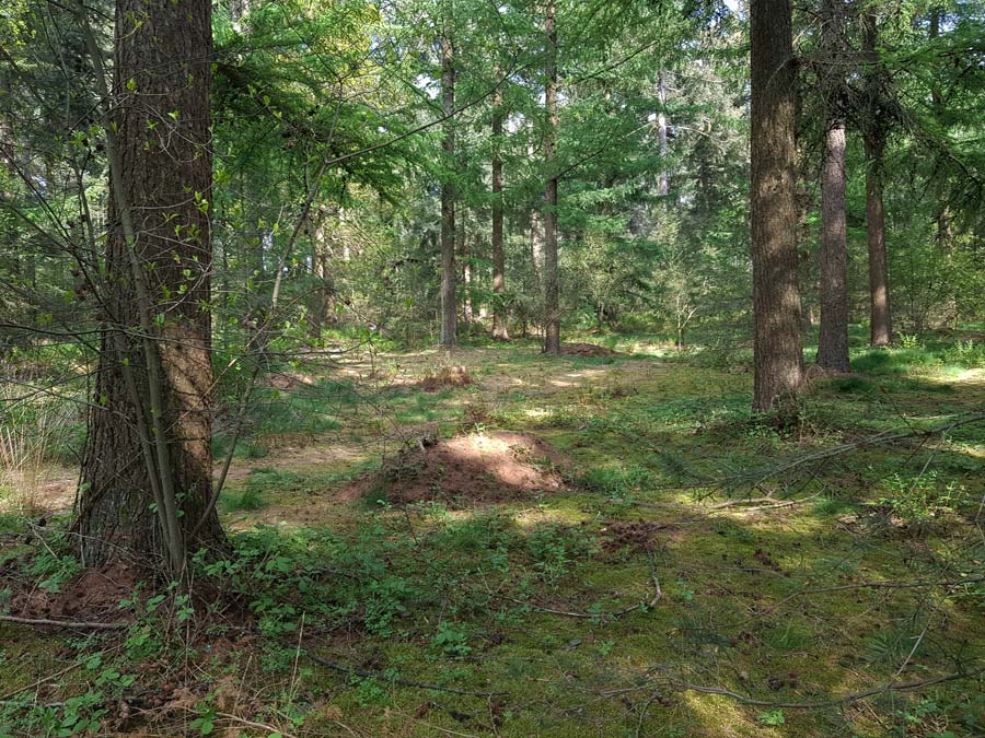 Natuurbegraafplaats Bos van de Heilige Geest - Bos Van De Heilige Geest
