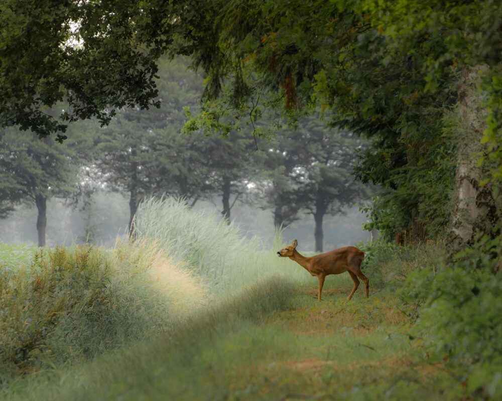 Natuurbegraafplaats Bos van de Heilige Geest - Bos Van De Heilige Geest
