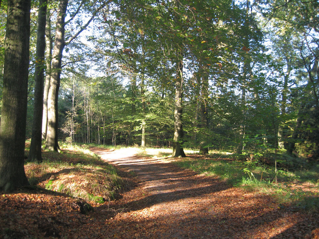 Bos Van De Heilige Geest