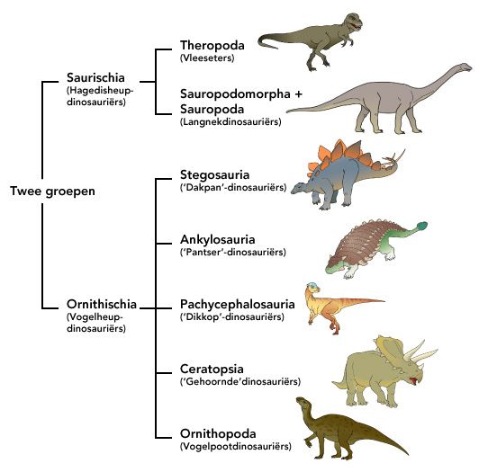 Natuurinformatie - Stamboom van de dino's | Dinosaurus, Knutselen - Welke Dieren Stammen Af Van Dino's