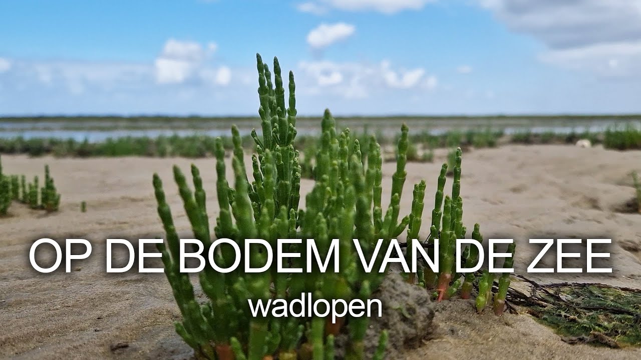 NATUURLIJK OP PAD #26: OP DE BODEM VAN DE ZEE - Wadlopen - YouTube - Zorg Voor Bodem Lucht En Water