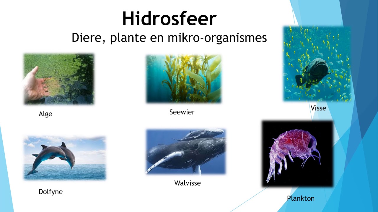 Natuurlike Wetenskap-Graad 7-Die Biosfeer - YouTube - Begin Van Een Nieuw Organisme