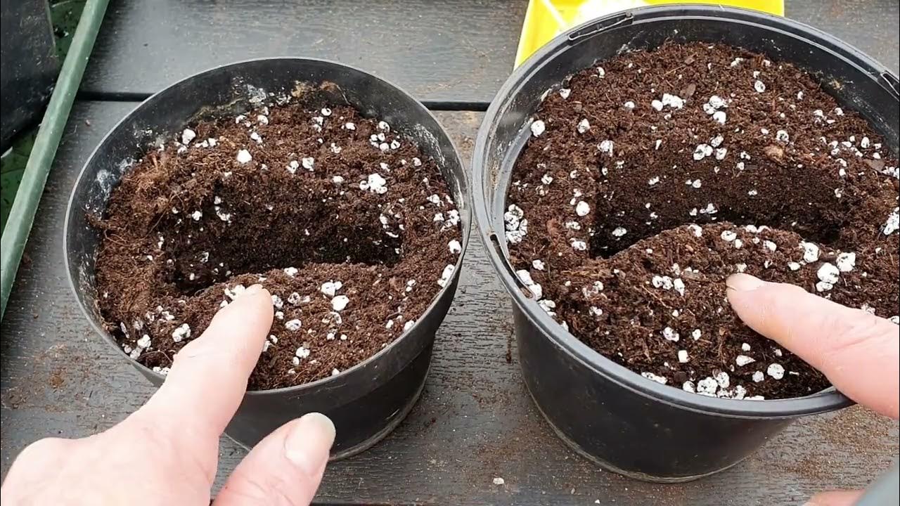 Nectarine kweken uit een pit#14 - YouTube - Japanse Mispel Kweken Uit Pit