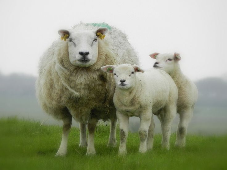 Nederland, Schapen - Hoeveel Schapen Zijn Er In Nederland