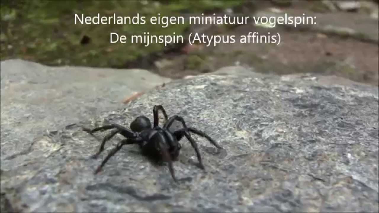 Digitale Woonplaats Van Een Spin