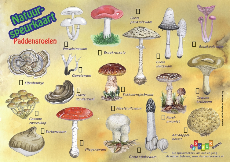 Nederlandse Mycologische Vereniging - Mag Je Paddestoelen Plukken In Nederland