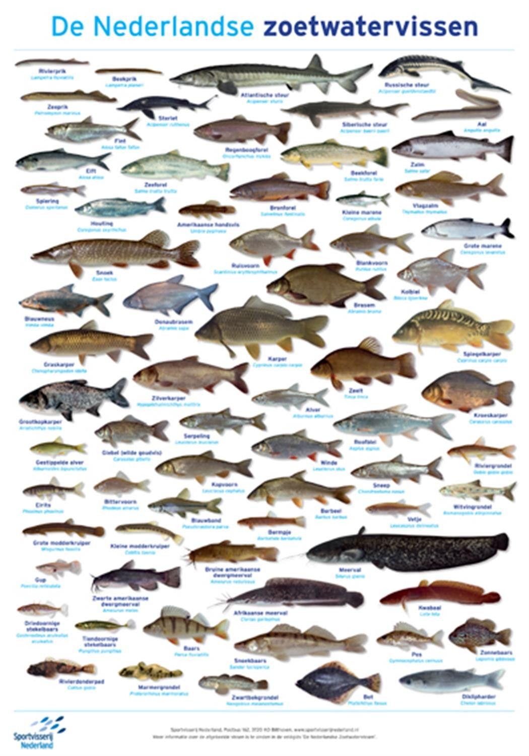 Nederlandse zoetwatervissen Fauna, Insect Eggs, Fish Chart, 2000s - Atlantische Oceaan Zoet Of Zout Water