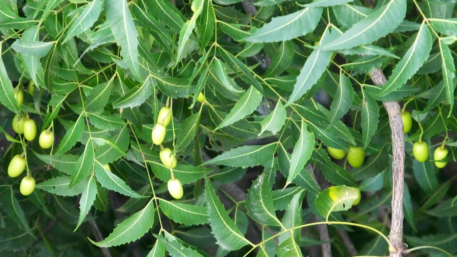 Neem and Neem Oil Uses As Pesticide and Larvicide - Neem Nooit Een Beste Vriend Samenvatting