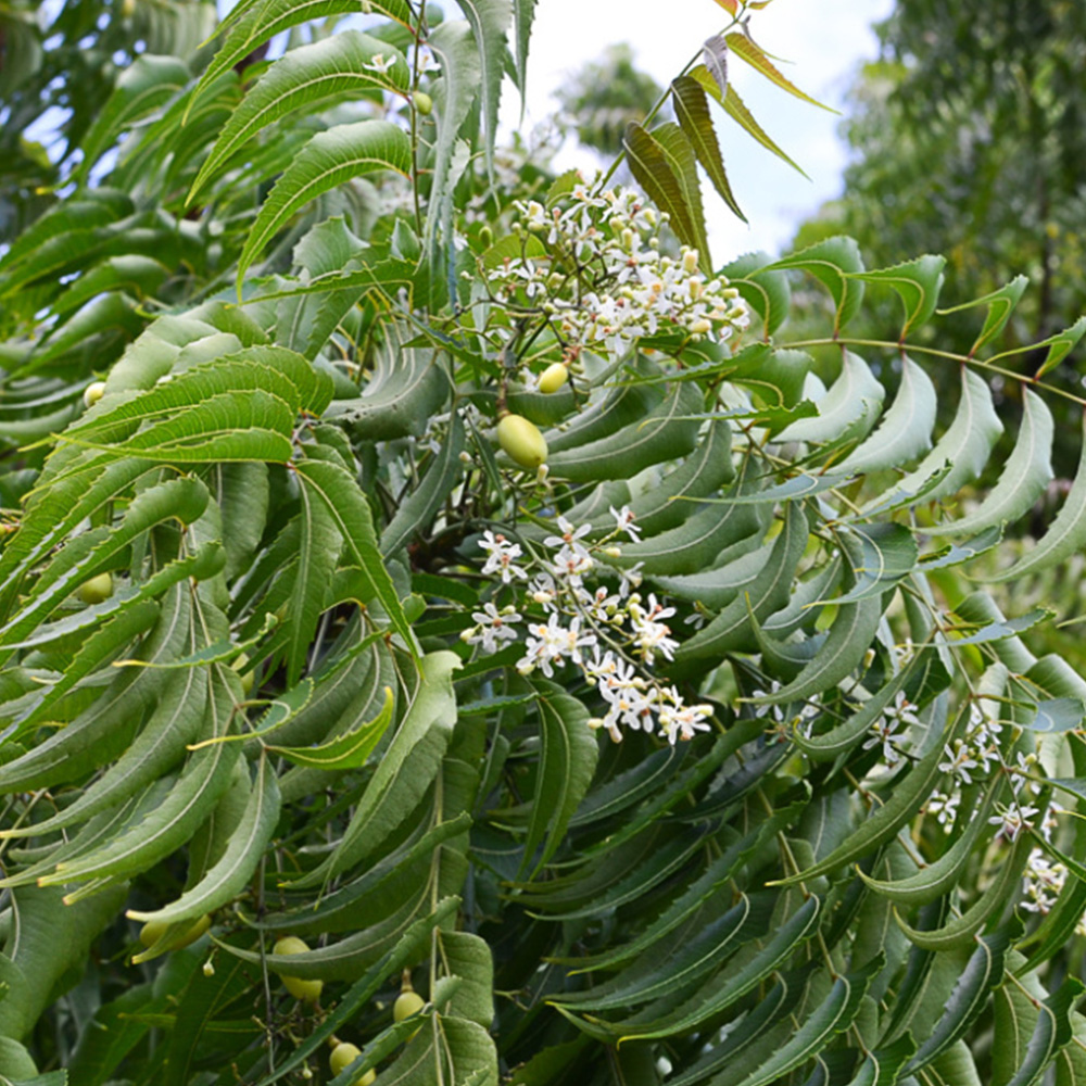 Neem (Azadirachta indica) | Tooth Mountain Nursery - Neem Het Met Een Korreltje Zout