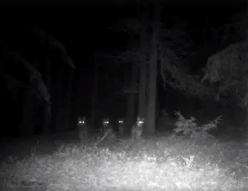 Hoeveel Wolven Zijn Er In Nederland