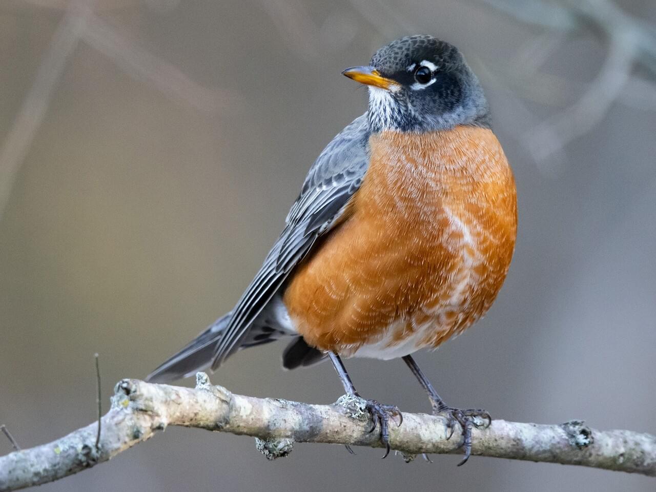 NestWatch | American Robin - NestWatch - Robin Williams Country Of Origin Of His Grandfather