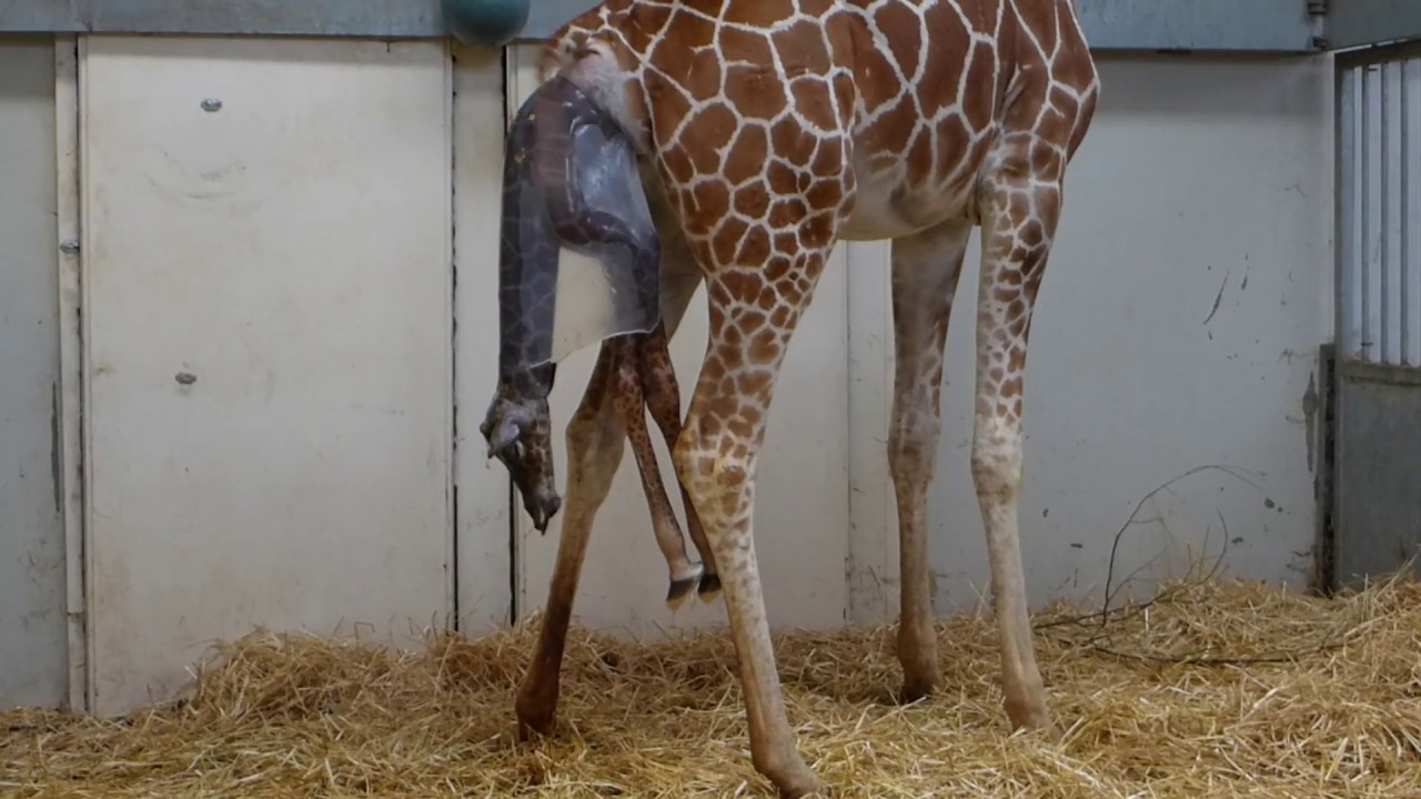 Met Hoeveel Botten Wordt Een Baby Geboren