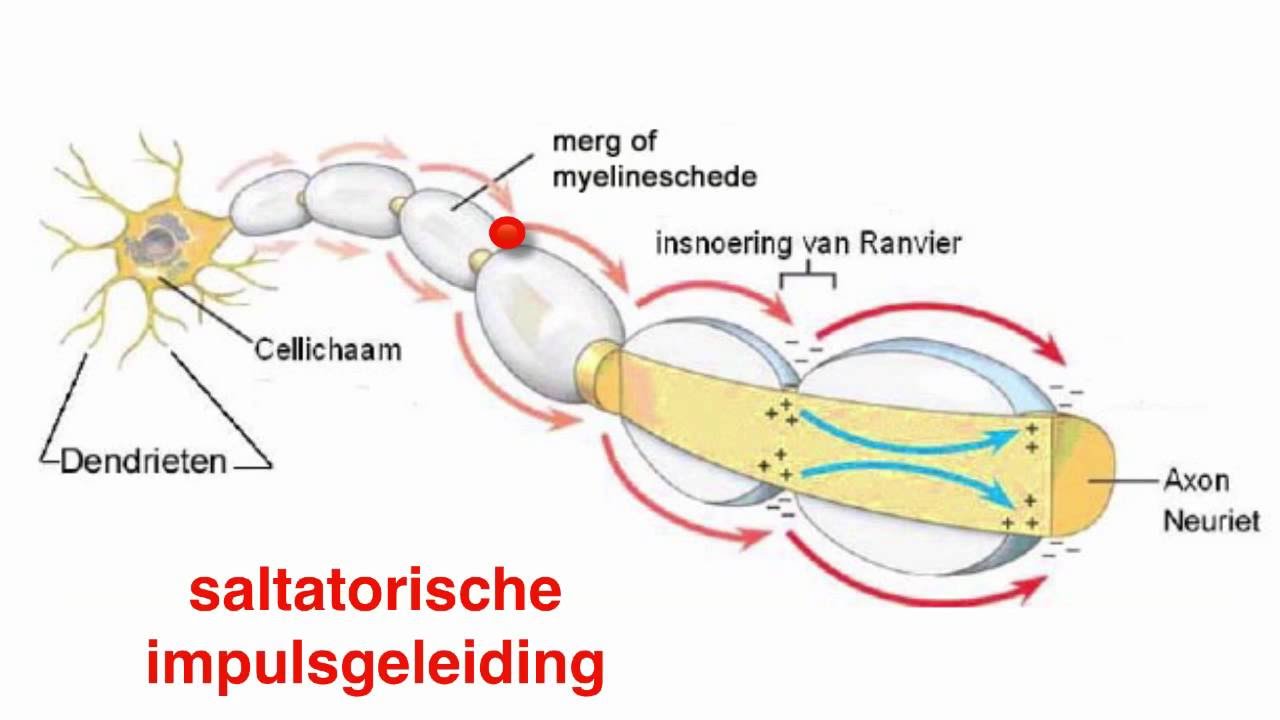 Wat Is De Functie Van Schakelcellen