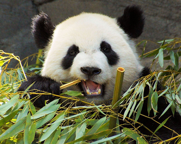 New Insights into pandas, nature's most adorable predator - Hoeveel Kilo Bamboe Eet Een Panda Per Dag