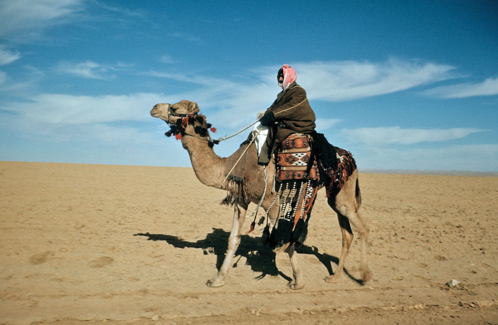 NHU5 Animals and habitats Jeopardy Template - Tamme Dromedaris Die Als Rijdier In De Sahara Wordt Gebruikt
