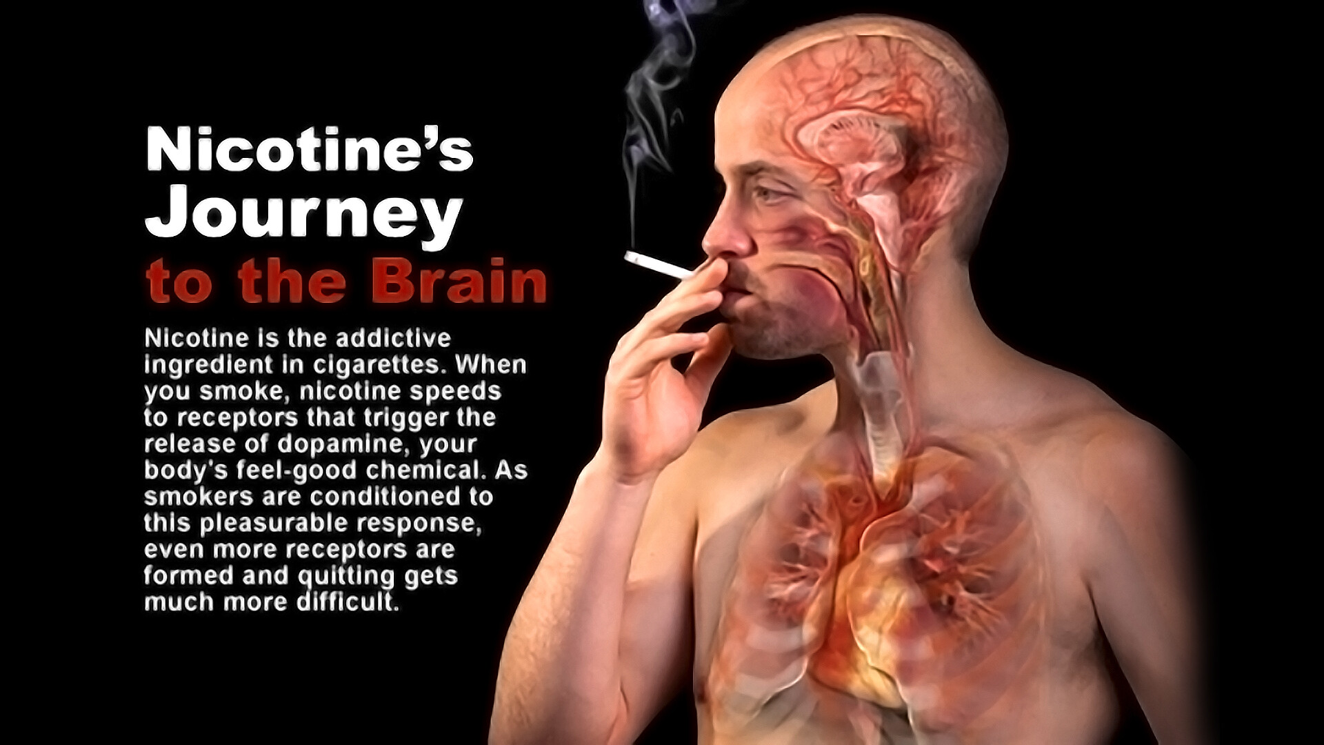 Nicotine's Journey to the Brain - StoryMD - Na Hoe Lang Is Nicotine Uit Je Lichaam