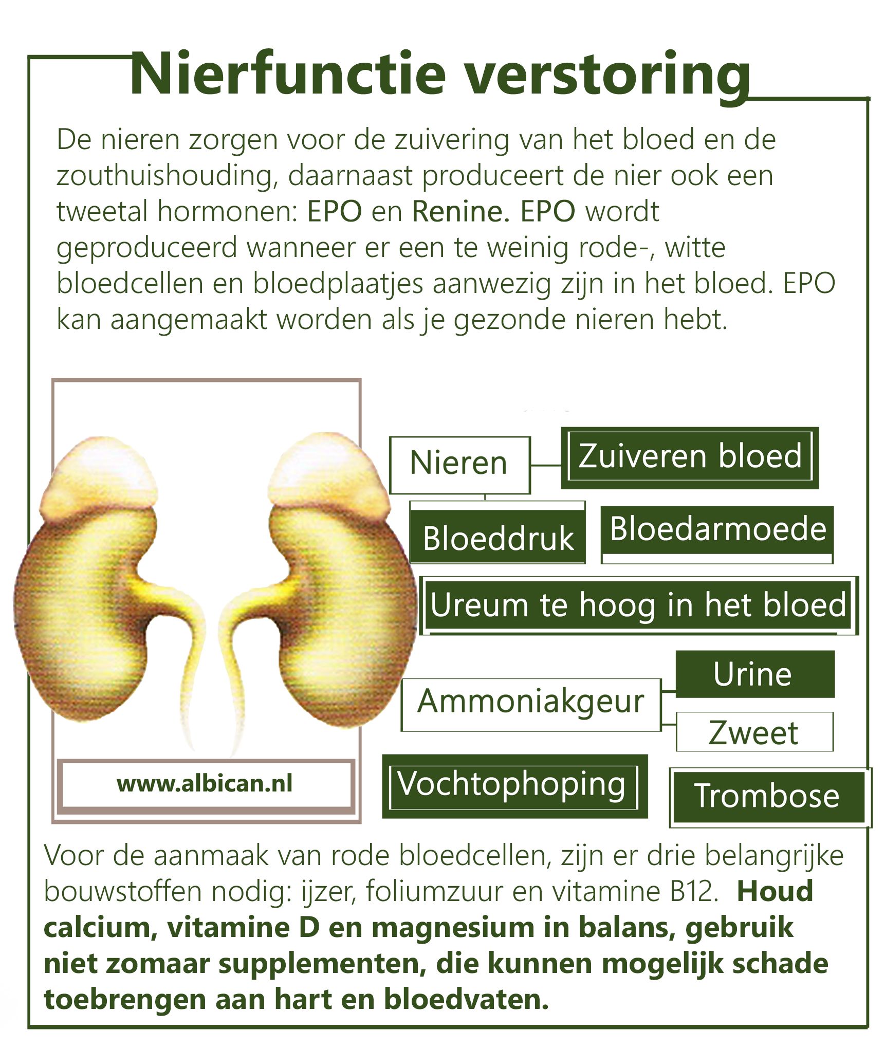 Wat Kun Je Doen Om Je Nieren Te Verbeteren