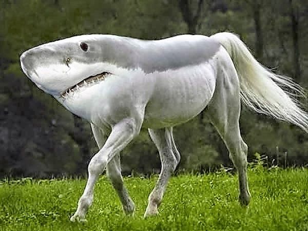 Nieuwe diersoorten!! | Photoshopped animals, Weird animals, Animal mashups - Welke Aap Lijkt Het Meest Op De Mens