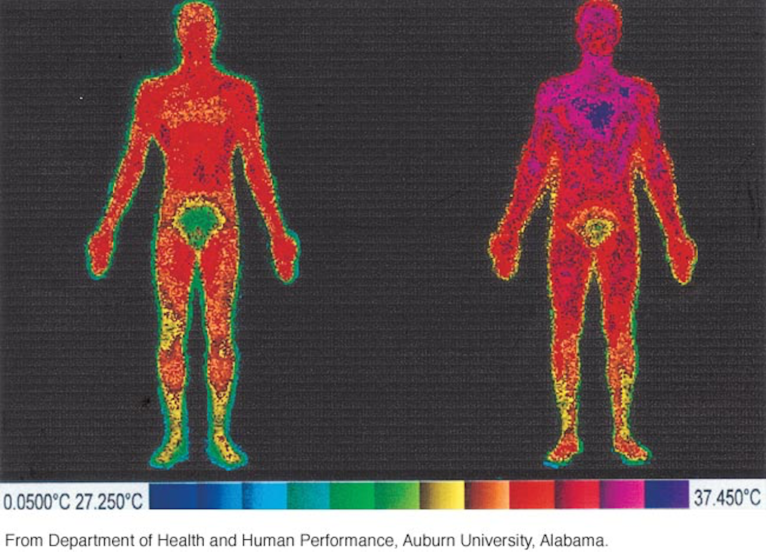 'Normal' human body temperature is a range around 37 degrees Celcius - Wat Is Een Normale Lichaamstemperatuur