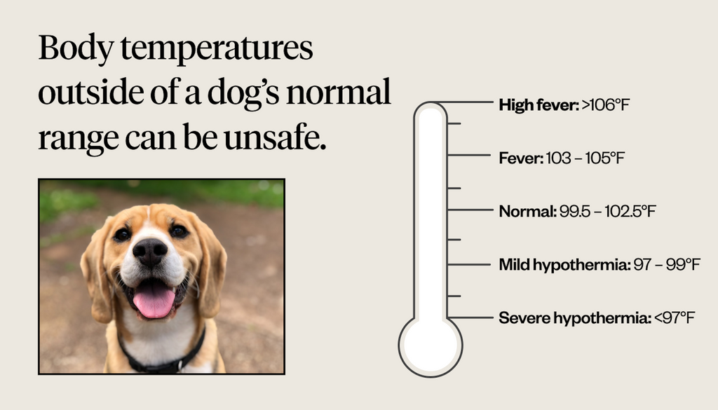 Normal Temperature For Dogs | Dutch - Wat Is De Lichaamstemperatuur Van Een Hond