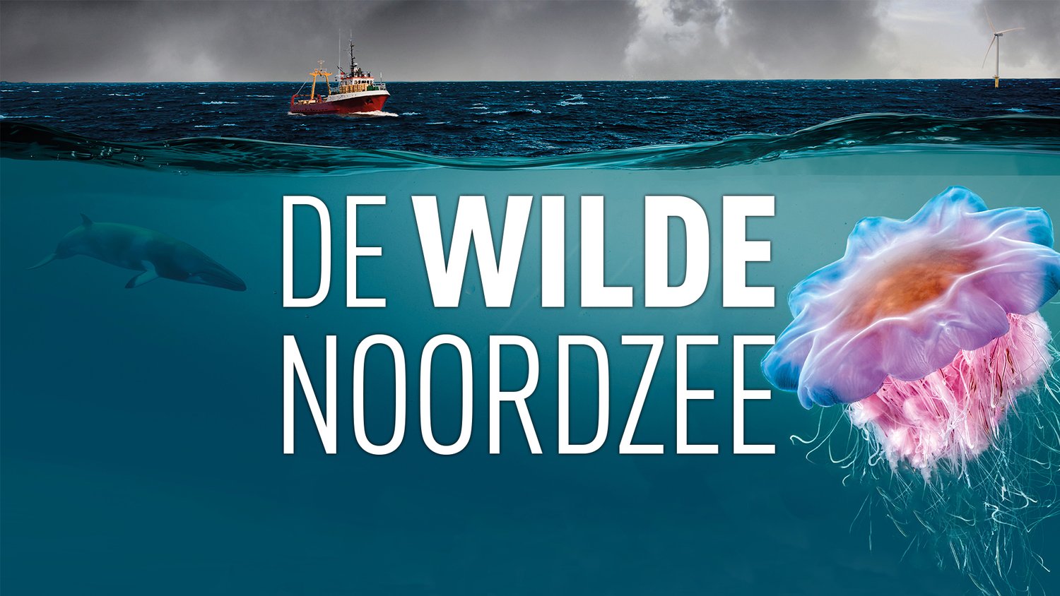 North Sea: Nature Untamed ("De Wilde Noordzee") — Joris van Alphen - Wat Zwemt Er In De Noordzee