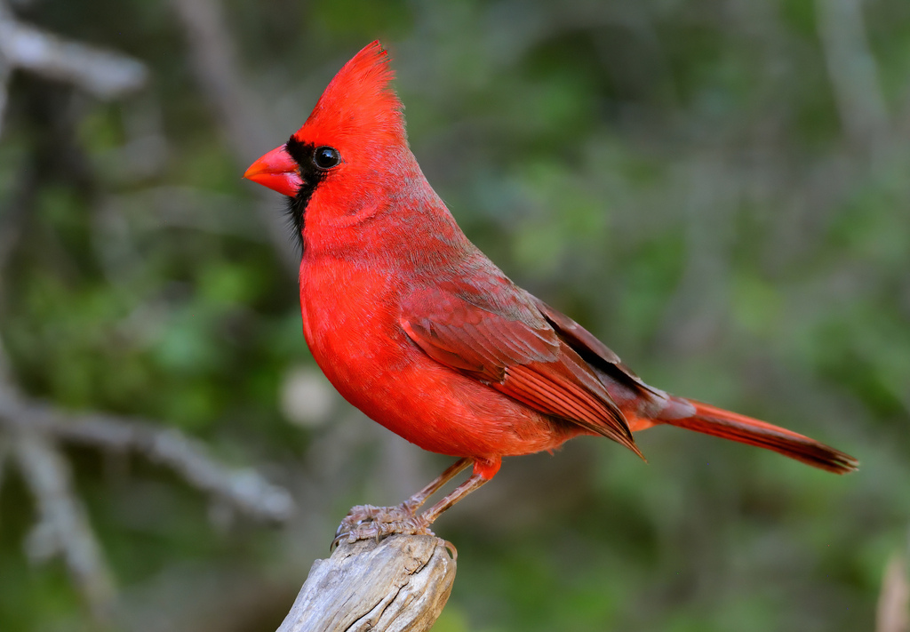 Cardinal Numbers And Ordinal Numbers