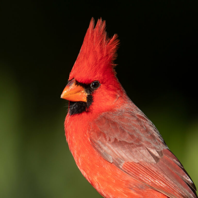 Northern Cardinal ⋆ Tucson Audubon - Cardinal Numbers And Ordinal Numbers