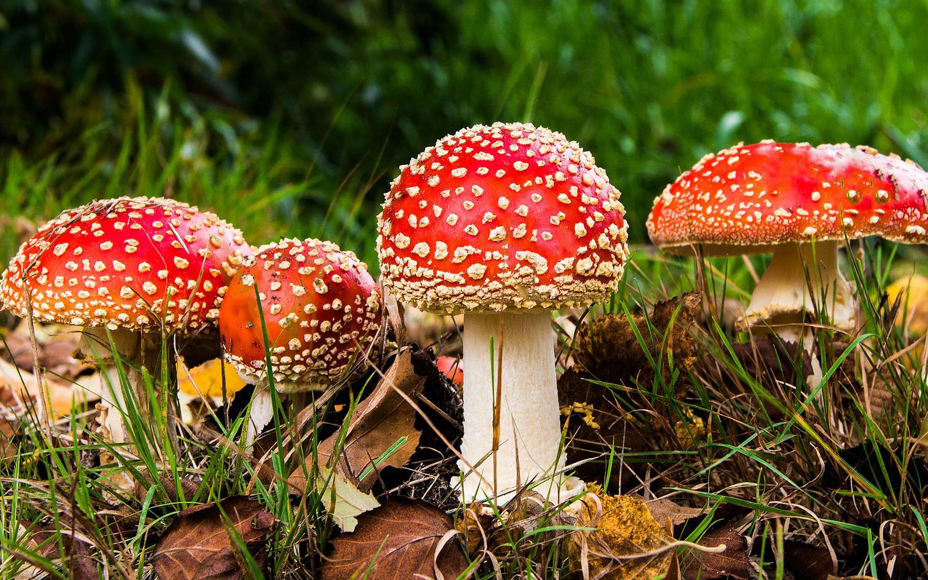 Notre guide des champignons | Dossier - Champignons Bewaren In De Koelkast