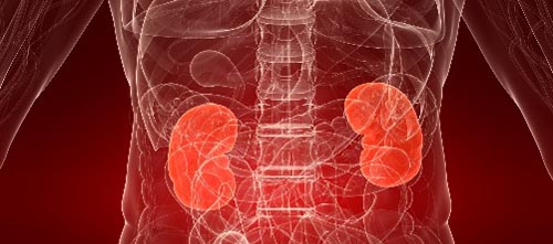 Obinutuzumab Gets Breakthrough Status for Treatment of Lupus Nephritis - Waar Zitten Je Nieren Precies