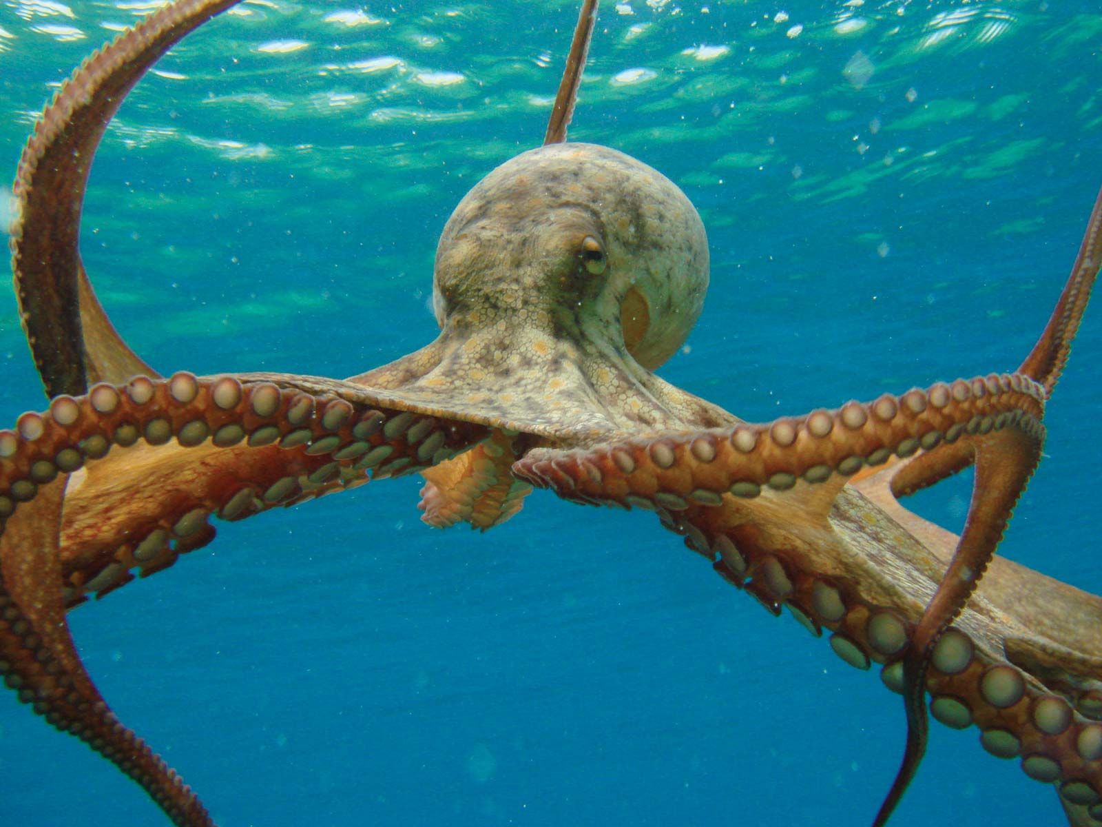 Octopus | mollusk genus | Britannica - Hoeveel Armen Heeft Een Octopus