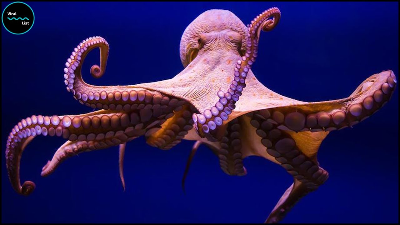 Hoeveel Armen Heeft Een Octopus